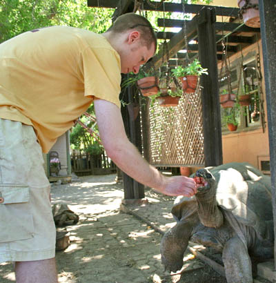 Tortoises 1