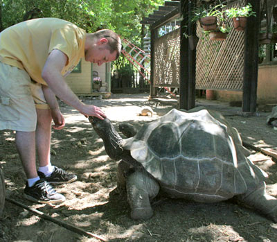 Tortoises 2
